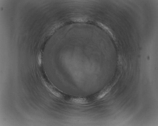 X0000081390069200702020306