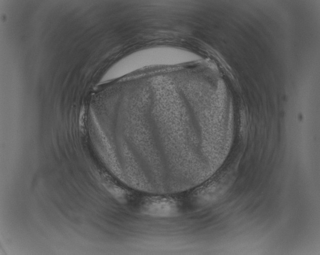 X0000081390073200702020306