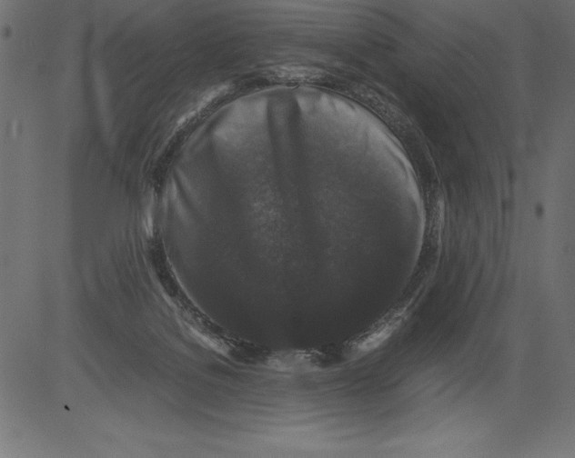 X0000081390076200702020306