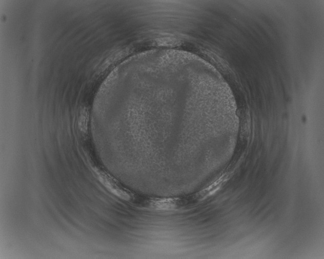 X0000081390078200702020306