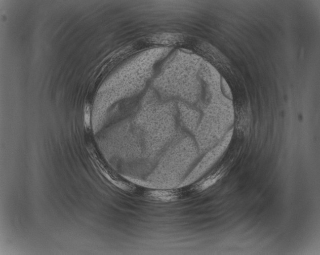 X0000081390095200702020306