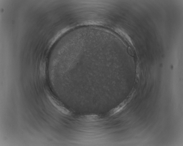 X0000081390108200702020305