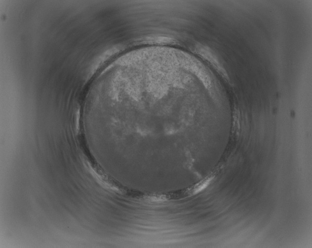 X0000081390110200702020305