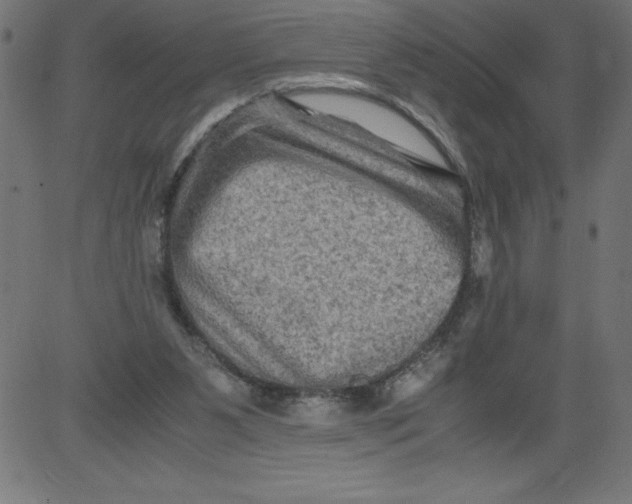 X0000081390111200702020305