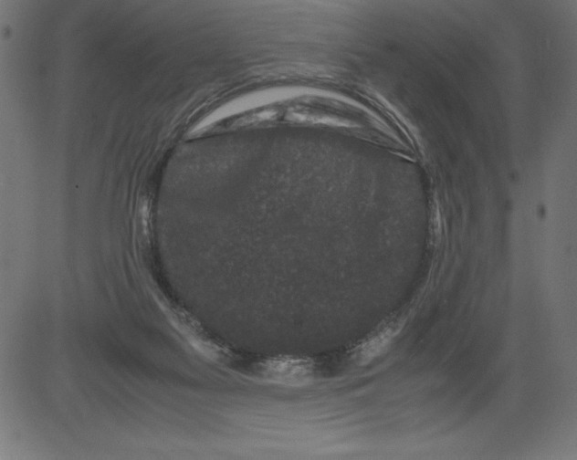 X0000081390117200702020305