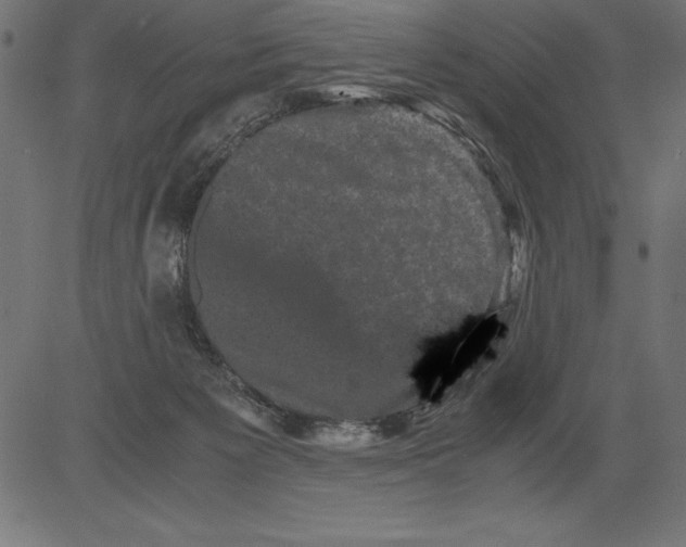 X0000081390125200702020305