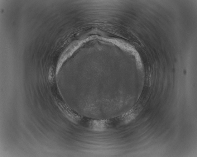 X0000081390134200702020305