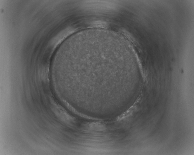 X0000081390146200702020304