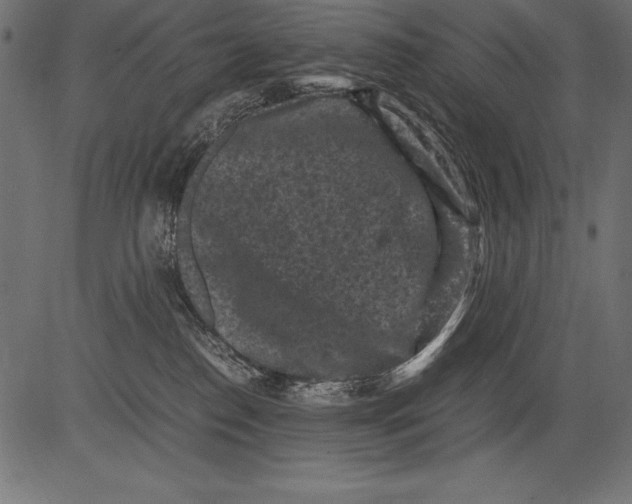 X0000081390186200702020304