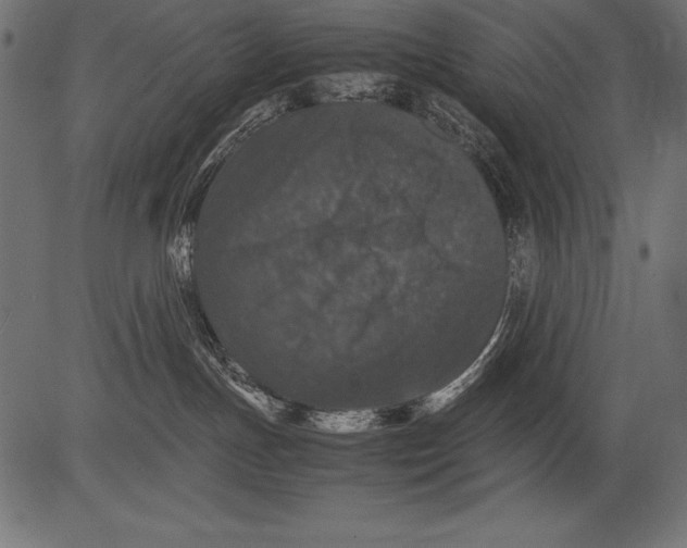 X0000081390191200702020305