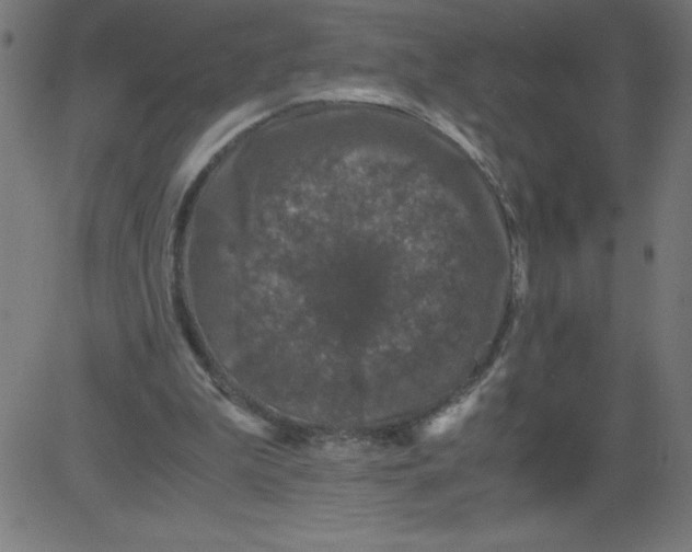 X0000081390199200702020304