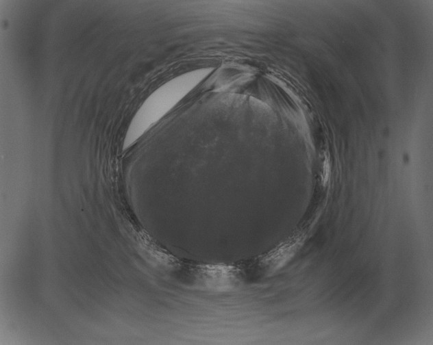 X0000081390233200702020303