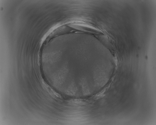 X0000081390244200702020302