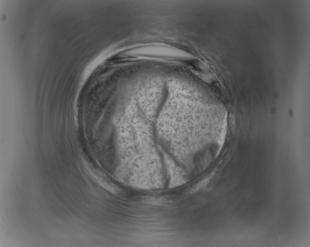 X0000081390246200702020302