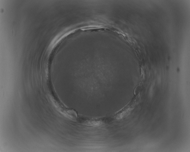 X0000081390247200702020302