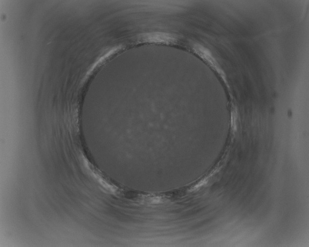 X0000081390249200702020302