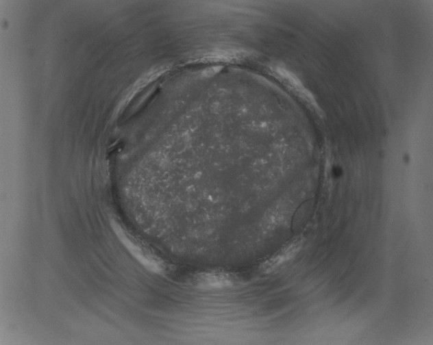 X0000081390250200702020302