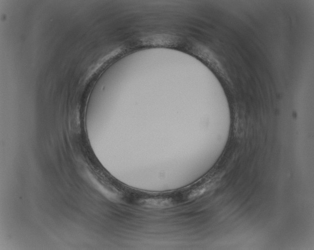 X0000081390251200702020302