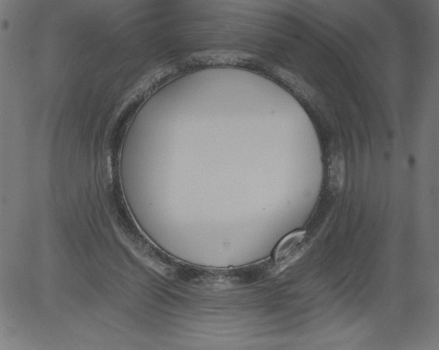 X0000081390254200702020302