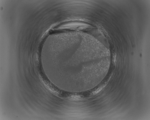 X0000081390256200702020302