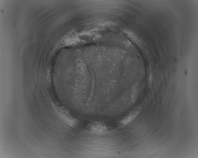 X0000081390258200702020302