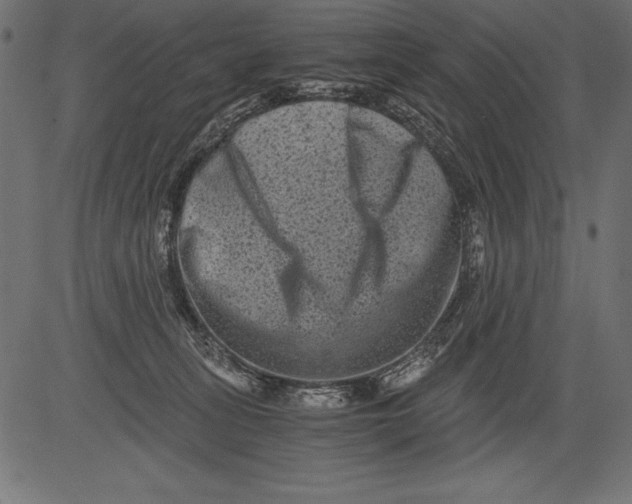 X0000081390275200702020303