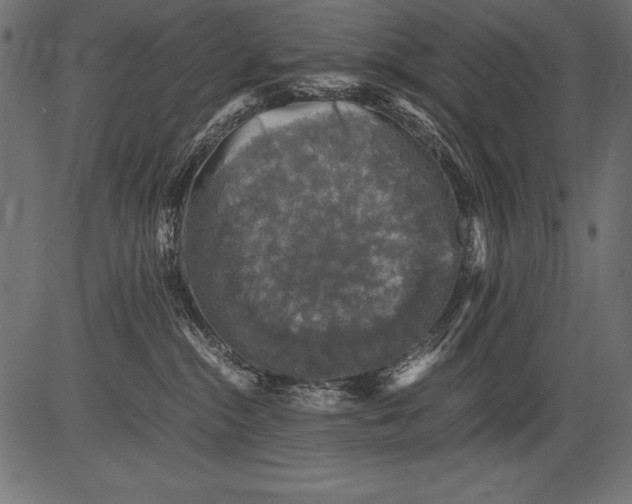 X0000081390284200702020303