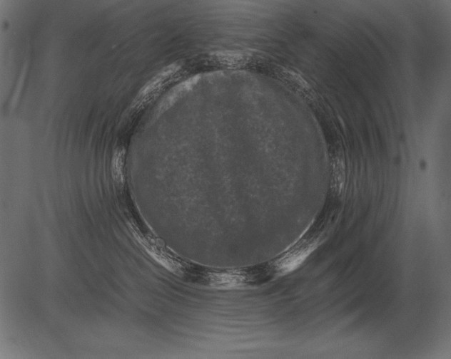 X0000081390286200702020303