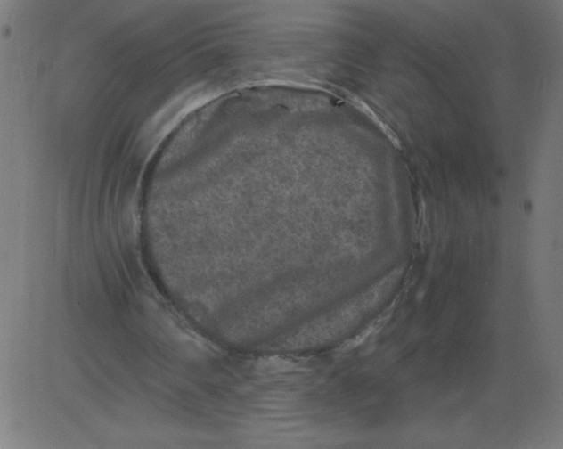 X0000081390290200702020302