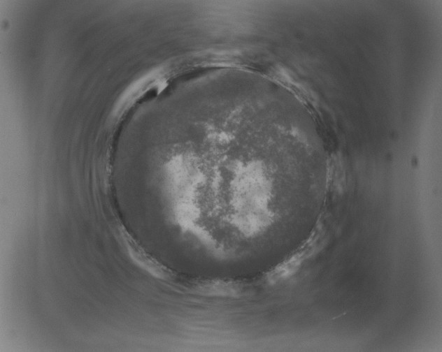 X0000081390293200702020302