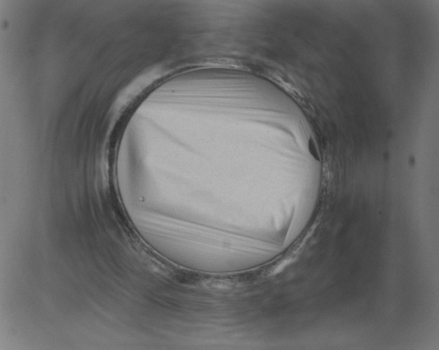 X0000081390294200702020302