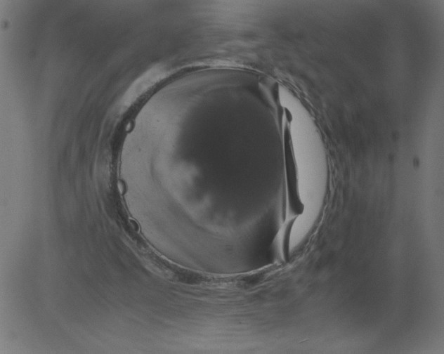 X0000081390295200702020302