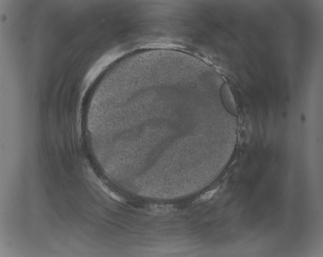 X0000081390296200702020302