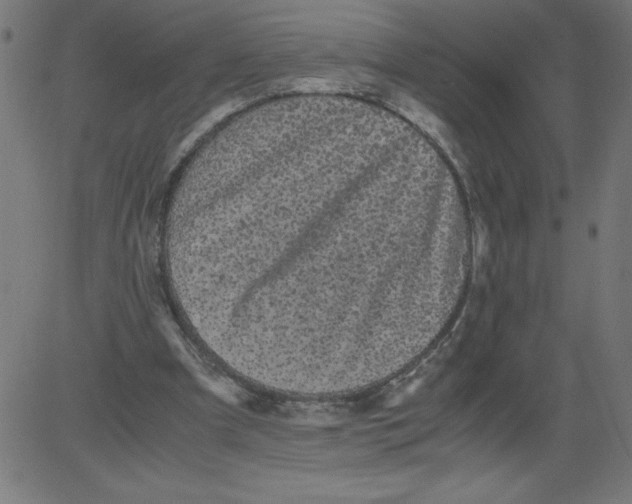 X0000081390297200702020302