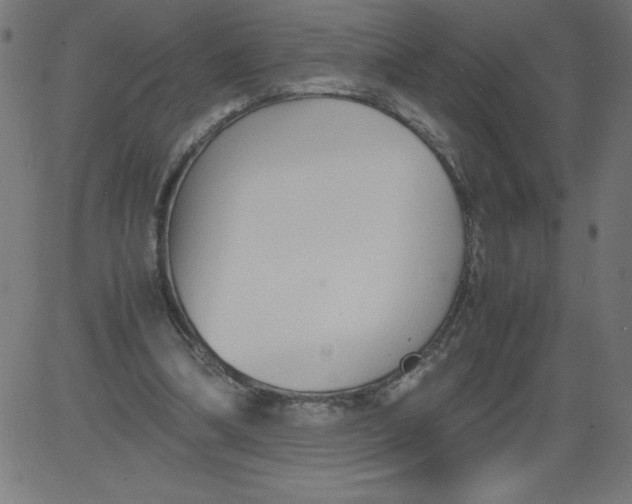 X0000081390298200702020302