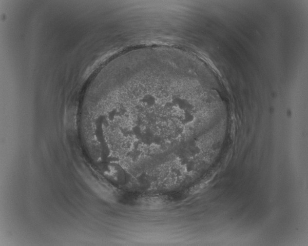 X0000081390299200702020302