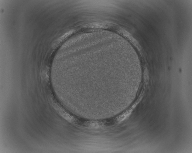 X0000081390305200702020302