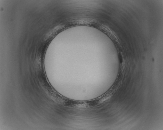 X0000081390306200702020302