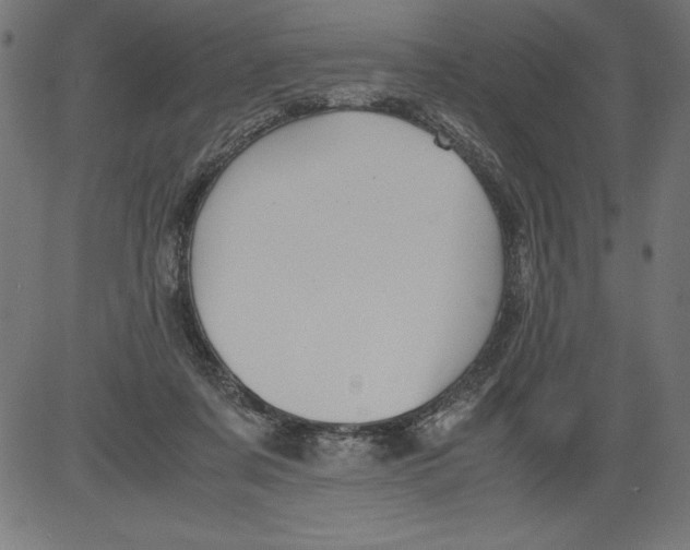 X0000081390311200702020302