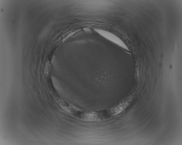 X0000081390325200702020302