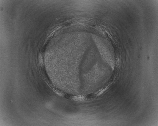 X0000081390335200702020301