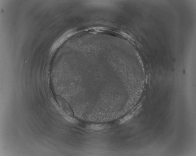 X0000081390341200702020301