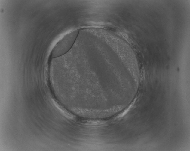 X0000081390342200702020301