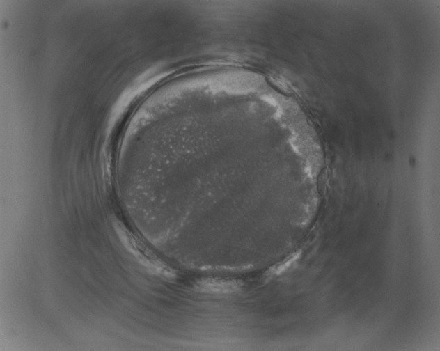 X0000081390343200702020301