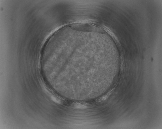 X0000081390346200702020301