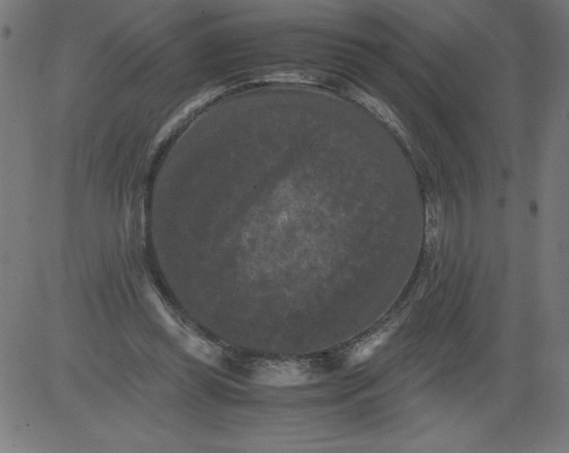 X0000081390349200702020301