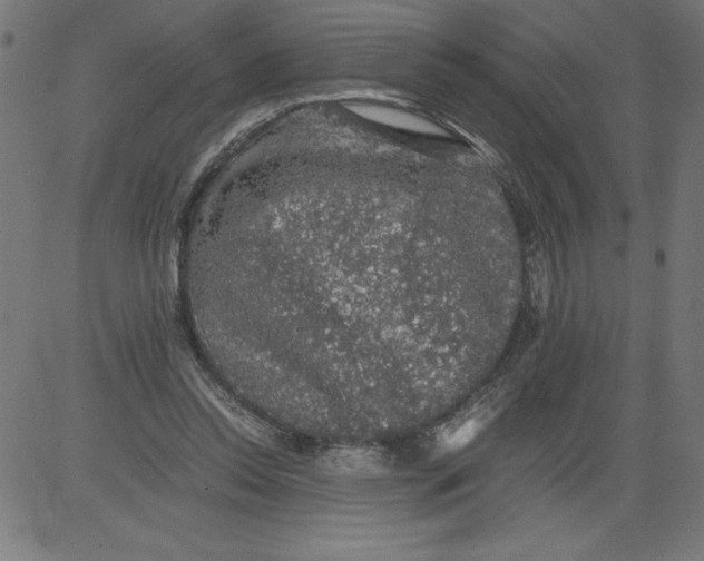 X0000081390350200702020301