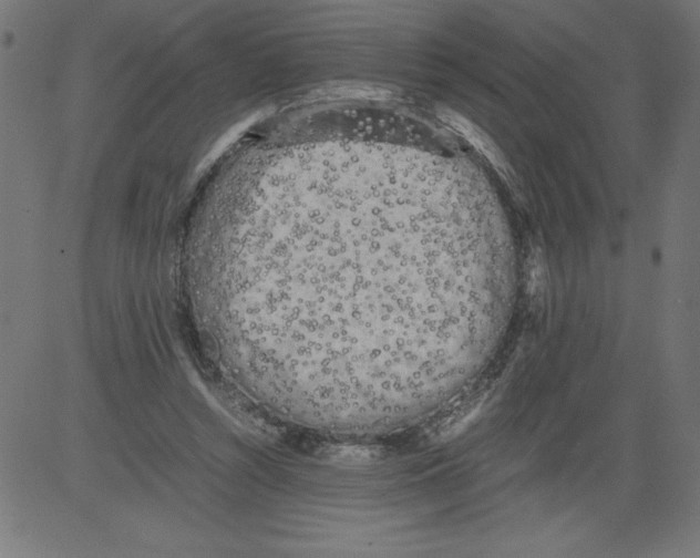 X0000081390352200702020301