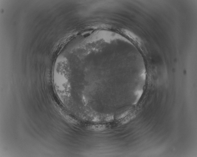 X0000081390353200702020301