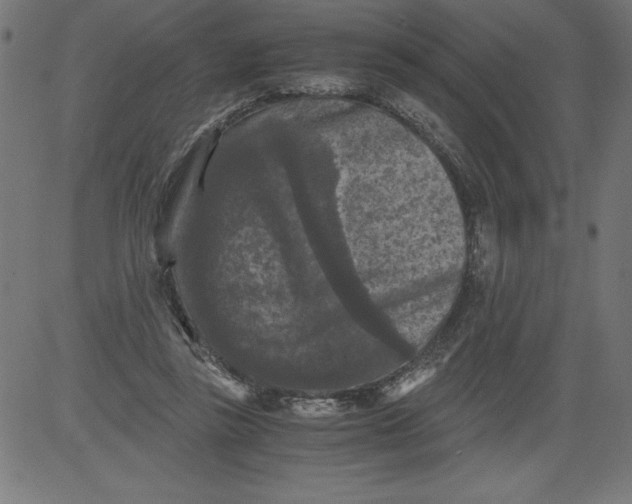 X0000081390355200702020301